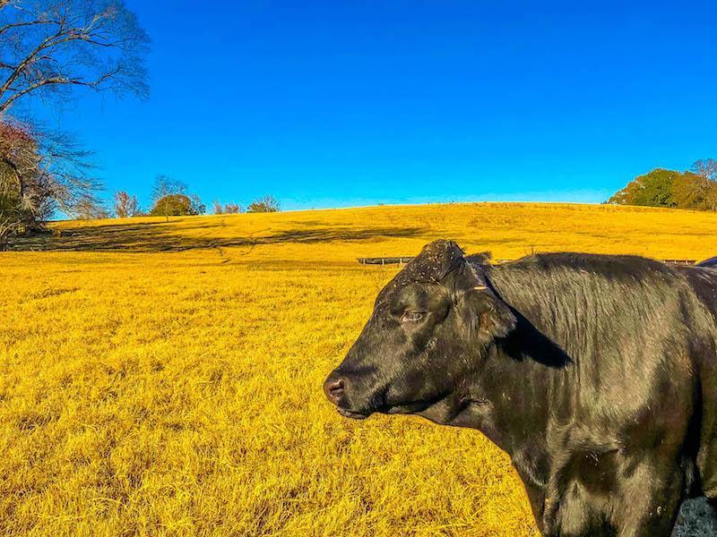 Grass Fed Beef is Good. Organic Beef is Better.