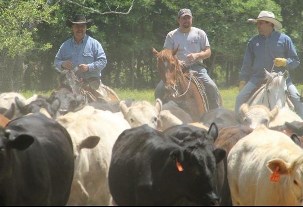 Cattle Drive