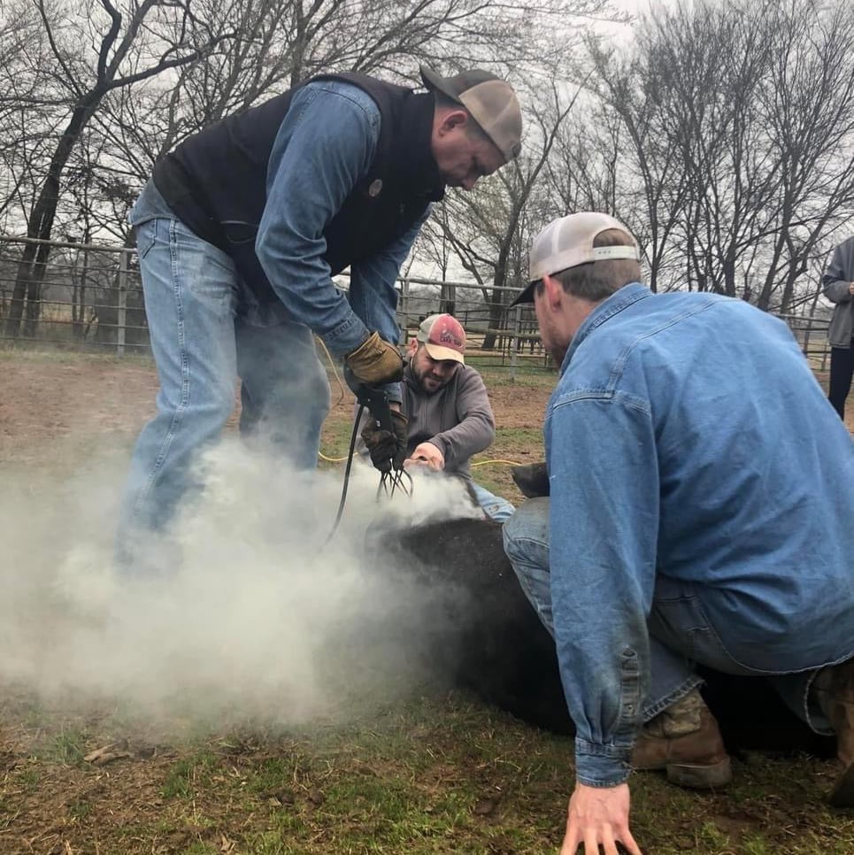 J&J Taylor Cattle Co. photo 11