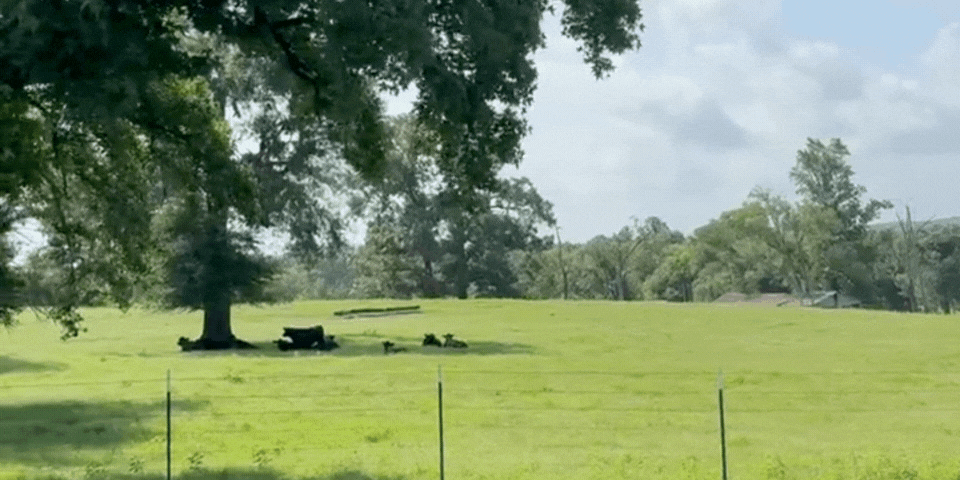 J&J Taylor Cattle Co.